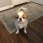 Calisto_TX_Sep19