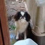 Cookie_TX_Jun19