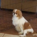 Gizmo_TX_Oct15
