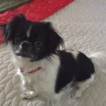 Lola_VA_Aug17