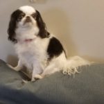 Miso_NC_Mar19