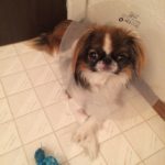 Mochi_CA_Jul15JPG